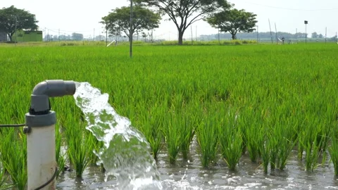 Irrigation of rice fields using pump. Stock Footage 283251452