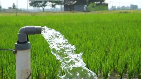Irrigation of rice fields using pump. Stock Footage 283251585