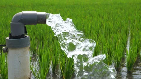 Irrigation of rice fields using pump. Stock Footage 283251613