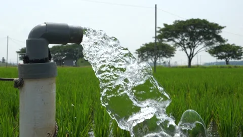 Irrigation of rice fields using pump. Stock Footage 283251618