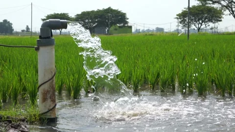 Irrigation of rice fields using pump. Stock Footage 283251628