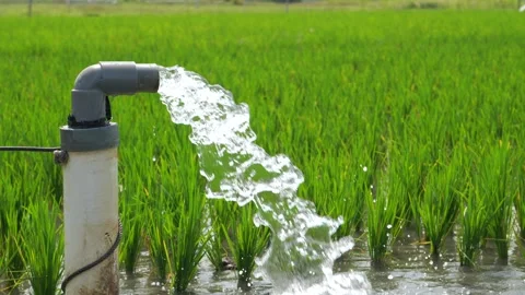 Irrigation of rice fields using pump. Stock Footage 283251876