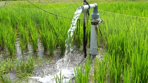 Irrigation of rice fields using pump. Stock Footage 283251899