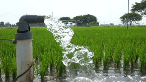 Irrigation of rice fields using pump. Stock Footage 283252561