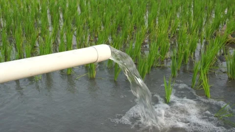 Irrigation of rice fields using pump. Stock Footage 283380454