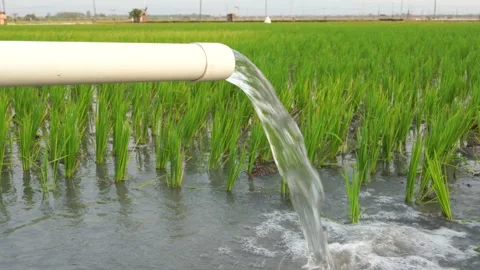 Irrigation of rice fields using pump. Stock Footage 283380456