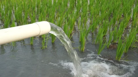 Irrigation of rice fields using pump. Stock Footage 283380457