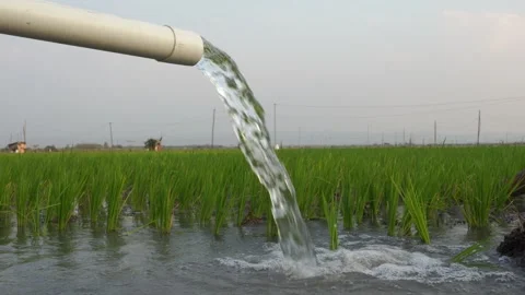 Irrigation of rice fields using pump. Stock Footage 283380465