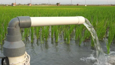Irrigation of rice fields using pump. Stock Footage 283380467