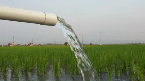 Irrigation of rice fields using pump. Stock Footage 283381584