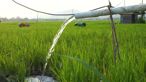 Irrigation of rice fields using pump. Stock Footage 283381968