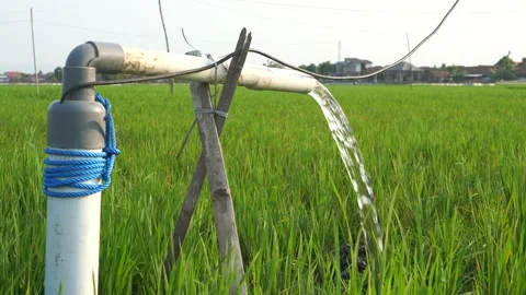 Irrigation of rice fields using pump. Stock Footage 283381987