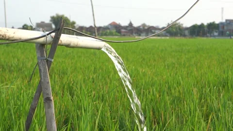 Irrigation of rice fields using pump. Stock Footage 283382033