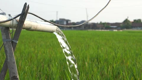 Irrigation of rice fields using pump. Stock Footage 283382270