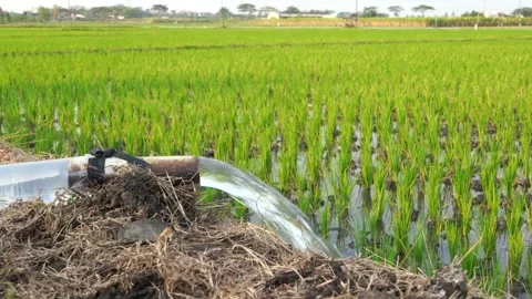 Irrigation of rice fields using pump. Stock Footage 283382276