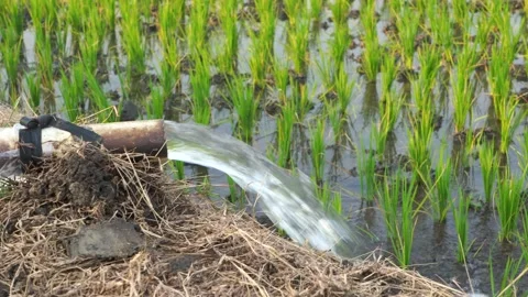 Irrigation of rice fields using pump. Video stock 283382866