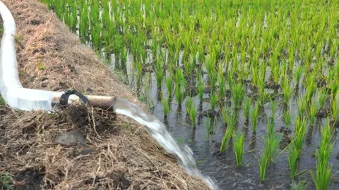 Irrigation of rice fields using pump. Video stock 283383036