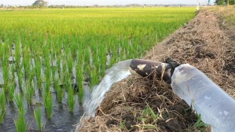 Irrigation of rice fields using pump. Video stock 283383093