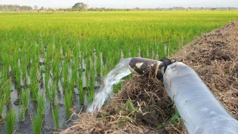 Irrigation of rice fields using pump. Video stock 283383553