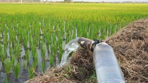 Irrigation of rice fields using pump. Video stock 283383590