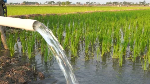 Irrigation of rice fields using pump. Video stock 283384113