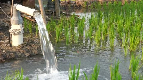 Irrigation of rice fields using pump. Video stock 283384562