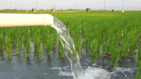 Irrigation of rice fields using pump. Video stock 283384570
