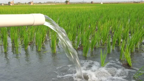 Irrigation of rice fields using pump. Stock Footage 283385505