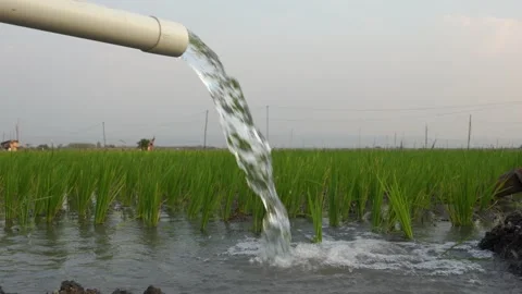 Irrigation of rice fields using pump. Stock Footage 283385542