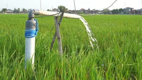 Irrigation of rice fields using pump. Stock Footage 283385578