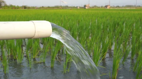 Irrigation of rice fields using pump. Stock Footage 283385579