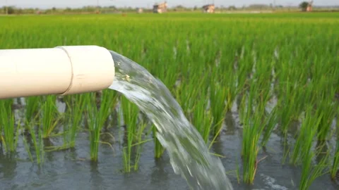 Irrigation of rice fields using pump. Stock Footage 283385710