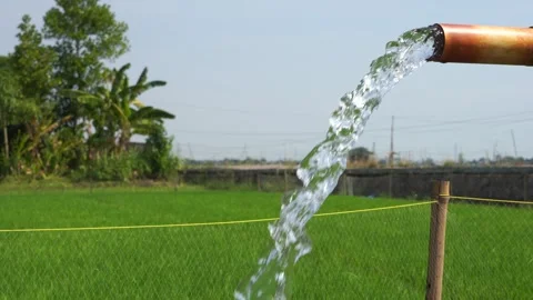 Irrigation of rice fields using pump. 库存影片 331840517