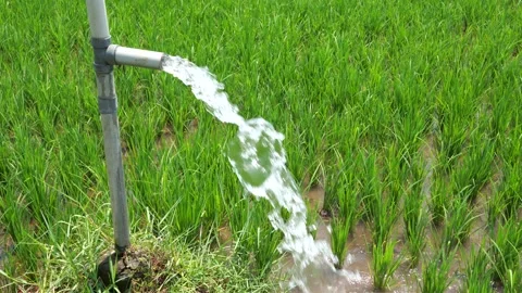 Irrigation of rice fields using pump. Stock Footage 331840634