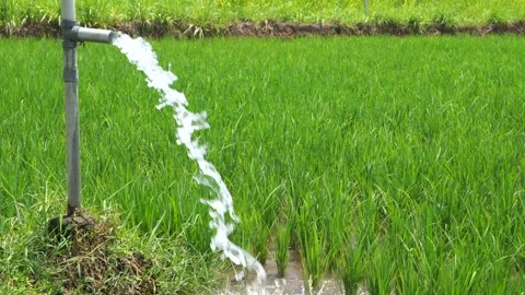 Irrigation of rice fields using pump. 库存影片 331840635