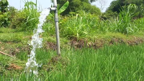Irrigation of rice fields using pump. 库存影片 331840639