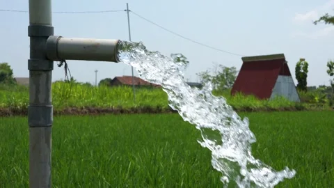 Irrigation of rice fields using pump. Stock Footage 331840640