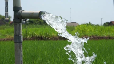 Irrigation of rice fields using pump. Vídeos de archivo 331840643