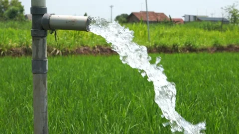 Irrigation of rice fields using pump. 库存影片 331840927