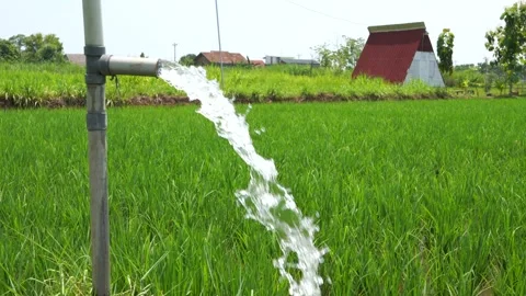 Irrigation of rice fields using pump. 動画素材 331841064