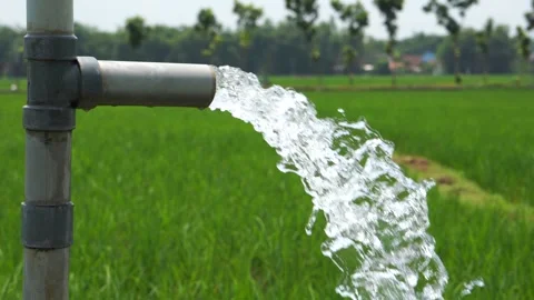 Irrigation of rice fields using pump. 動画素材 331841336