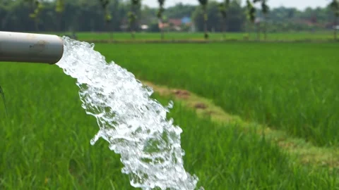 Irrigation of rice fields using pump. 库存影片 331841341