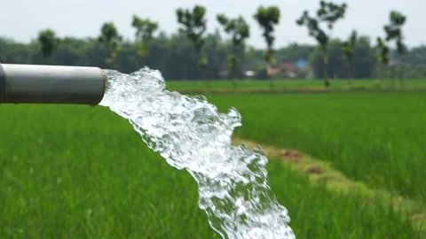 Irrigation of rice fields using pump. 库存影片 331841529