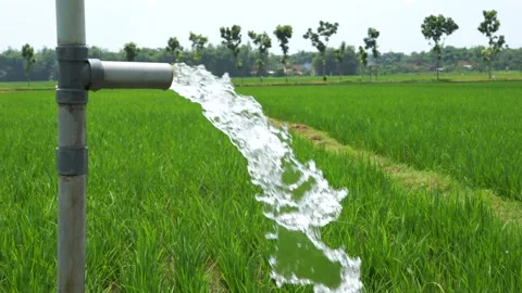 Irrigation of rice fields using pump. Stock Footage 331841538
