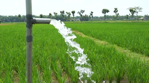 Irrigation of rice fields using pump. 動画素材 331841539