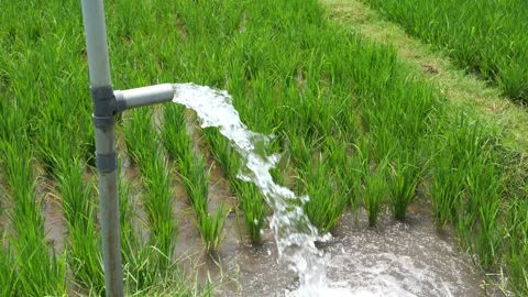 Irrigation of rice fields using pump. Stock Footage 331841700