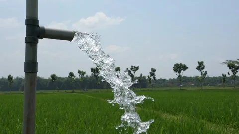 Irrigation of rice fields using pump. Vídeos de archivo 331841787