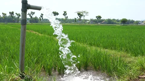 Irrigation of rice fields using pump. Vídeos de archivo 331841791