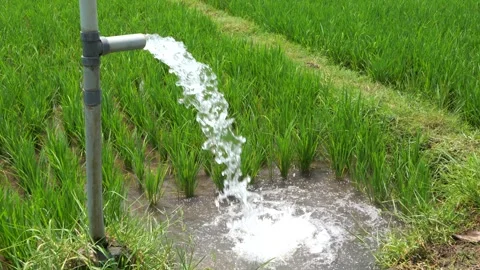 Irrigation of rice fields using pump. Stock Footage 331841837