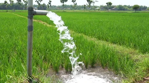Irrigation of rice fields using pump. Stock Footage 331841903